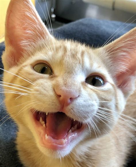 Toothless Gums On My Sweet Boy Reyebleach