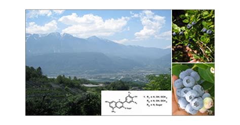 Anthocyanin Profile In Berries Of Wild And Cultivated Vaccinium Spp