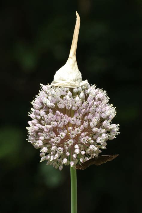 Garlic Bloom With Cap Free Stock Photo Public Domain Pictures