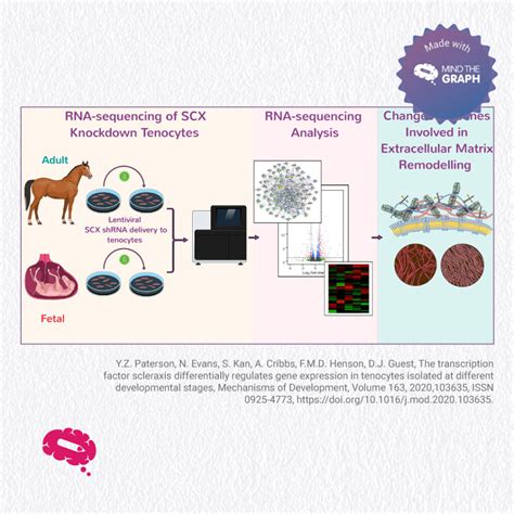 Tutorial: How To Create A Graphical Abstract For Elsevier