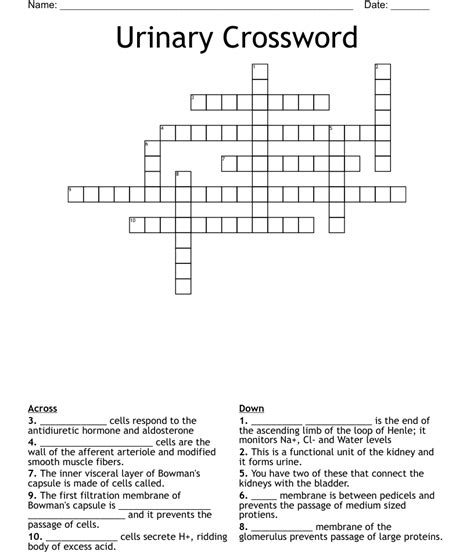 Urinary Crossword WordMint