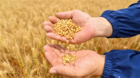 Punjab Estimated To Produce Lakh Metric Tons Wheat