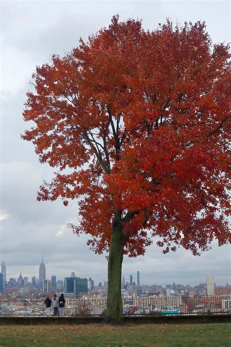 How climate change disrupts fall foliage, Autumn