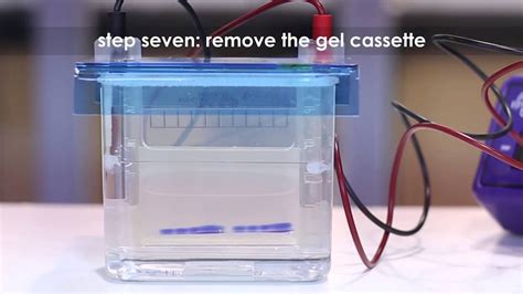 Separating Proteins Using Sds Polyacrylamide Gel Electrophoresis Sds