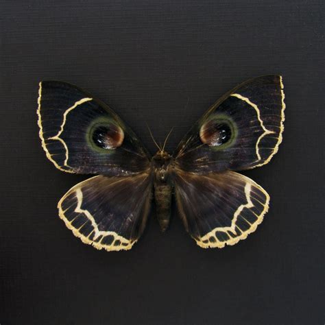 Rare Owl Moth Framed Taxidermy - Erebus Albicinctus - Minor Damage