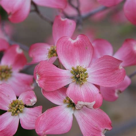 Pink Flowering Dogwood Tree