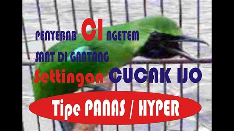 Settingan CUCAK IJO Tipe PANAS HYPER Agar Tidak NGETEM Saat Di Lomba