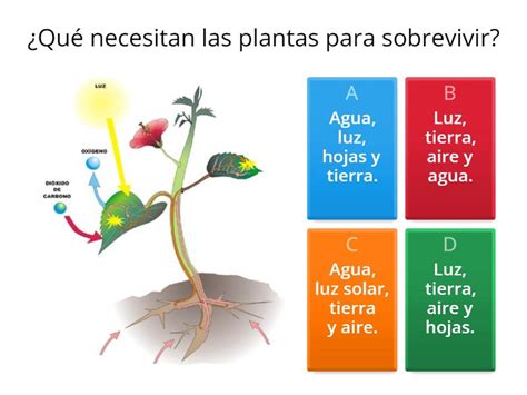 Prueba de Ciencias Naturales (Las plantas) - Quiz