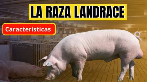 Conoce la raza de cerdo Landrace Características y ventajas de esta