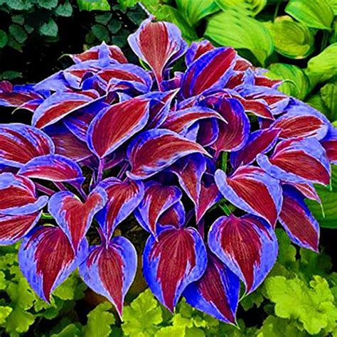 Countia Garden- 50pcs Mixed Colorful Hosta Seeds Perennial Plantain Lily Flower Grass Seeds ...