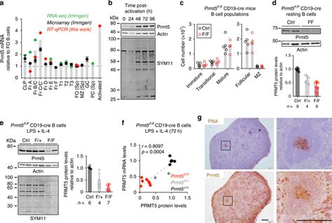 Regulated Prmt Expression In B Cells A Prmt Transcript Levels In B