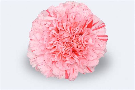 Colombia Direct Lambada Carnations