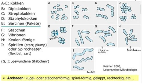 Mibi 1 Einführung in Mikrobiologie I und II Karteikarten Quizlet