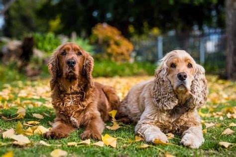 Cocker Spaniel With Long Hair Discover The Secret To Keeping Your Pup