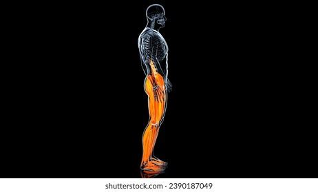 Human Lower Limb Muscles Medical Anatomy Stock Illustration 2390187049 ...