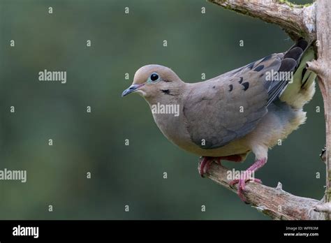 Close Up Of A Mourning Dove Zenaida Macroura Stock Photo Alamy