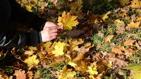 Woman Hand Pick Up Gather Golden Various Autumn Tree Leaves Stock