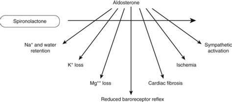 25: Drugs Used in Treating Heart Failure | Pocket Dentistry