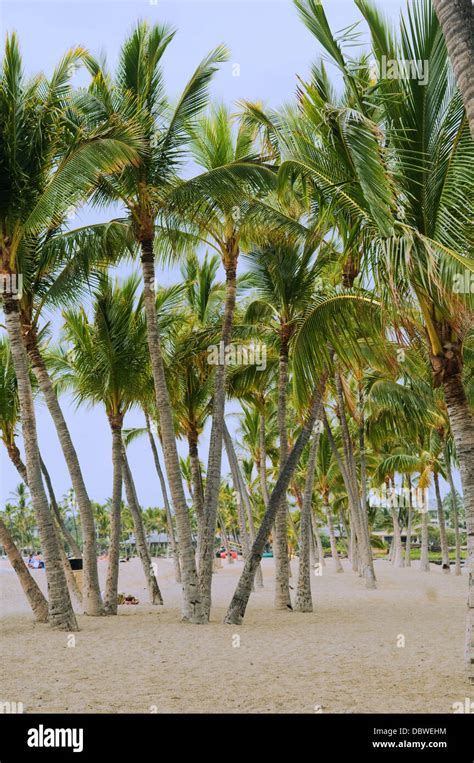 Palm tree beach in Kona, Hawaii Stock Photo - Alamy