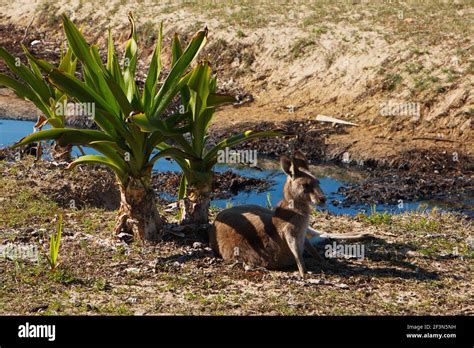 Murramarang National Park Hi Res Stock Photography And Images Alamy