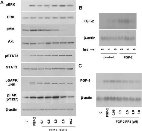 Fgf Cell Signaling Inhibition And Mrna Regulation A Ttt Gf Cells