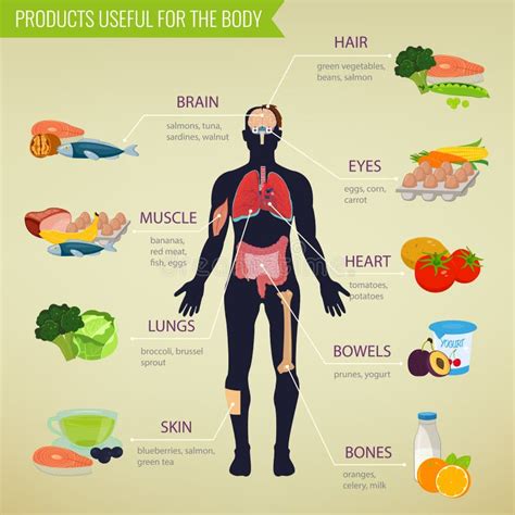 Gezond Voedsel Voor Menselijk Lichaam Het Gezonde Eten Infographic