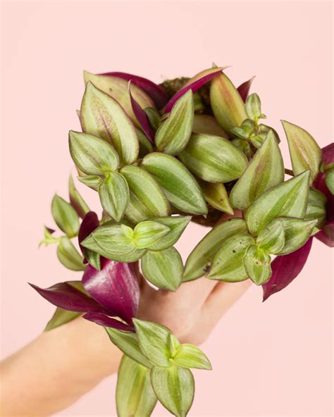 Tipos De Tradescantia Caracter Sticas Principales Pur Plant