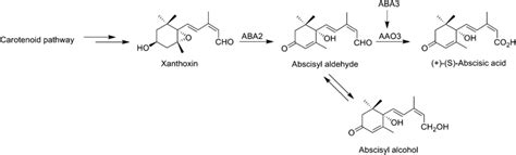 Aba Biosynthetic Pathway See Text For A Detailed Description Download Scientific Diagram