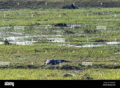 Telephoto Shot Of A Nile Crocodile Crocodylus Niloticus Resting On