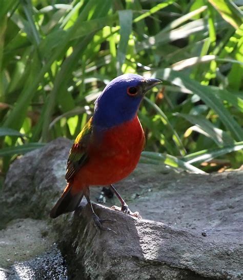 Okie BirdCam - Painted Bunting male