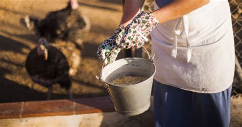 Formulação de rações confira os principais ingredientes Blog CSJ