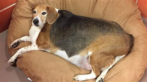 Obese, 85-pound beagle gets new, diet-inspired name - 'Kale Chips ...