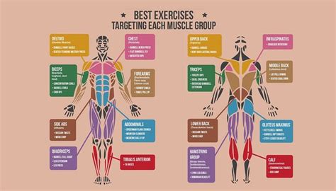 Best Exercises Targeting Each Muscle Group : r/coolguides