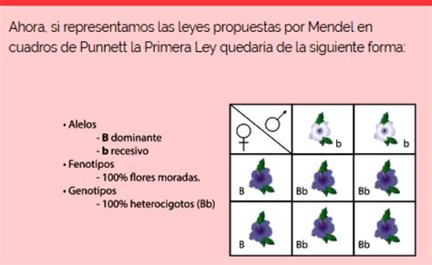 Leyes De Mendel Y Cuadros De Punnett – Otosection