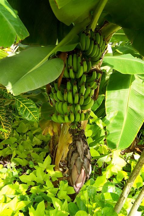 Bananas Jamaica