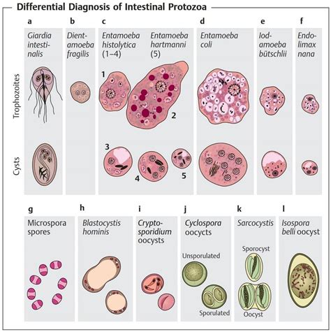 Parasite Medical Laboratory Medical Technology Laboratory Science