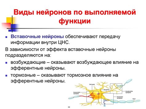 Введение в нейрофизиологию - презентация онлайн