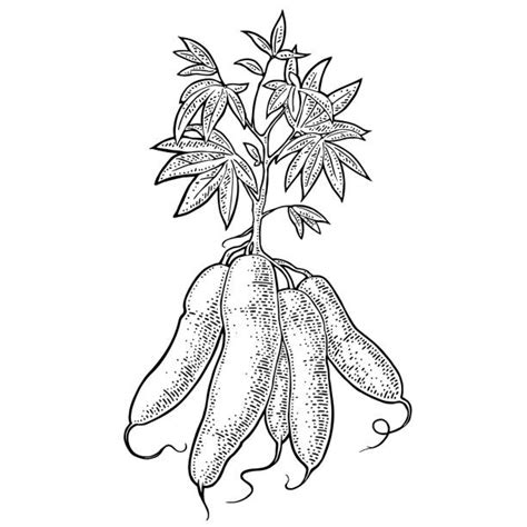 Cassava Drawing Illustrations Royalty Free Vector Graphics And Clip Art Istock