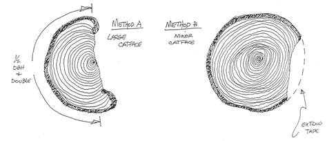 Determining Tree Diameter Forest Measurements