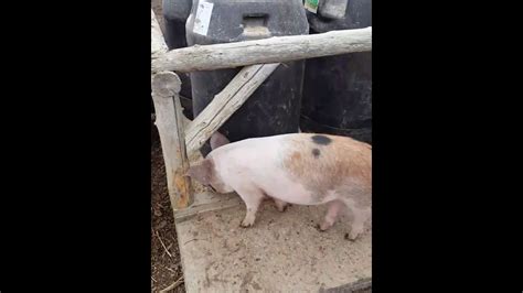 Homemade Automatic Pig Feeder To Grain Bin Thoughts Youtube