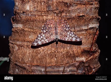 Hamadryas butterfly Gray Cracker butterfly Hamadryas februa Honduras ...