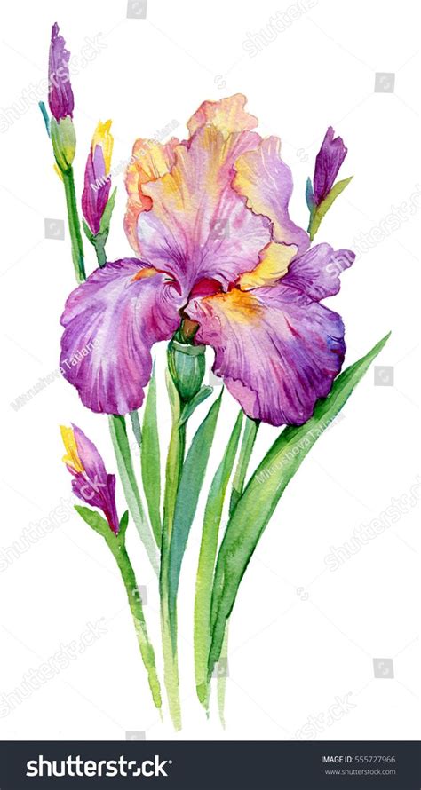 Watercolor Painting Of Purple And Yellow Flowers On A White Background