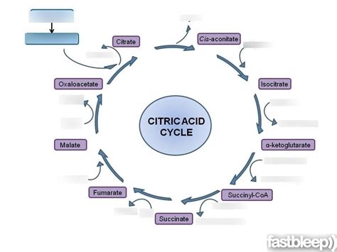 Citric Acid Cycle Diagram Quizlet