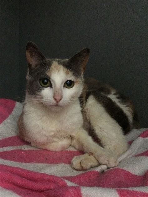 Misty Female Domestic Short Hair Mix Cat In Qld Petrescue