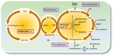 Antioxidants Free Full Text Targeting Homocysteine And Hydrogen