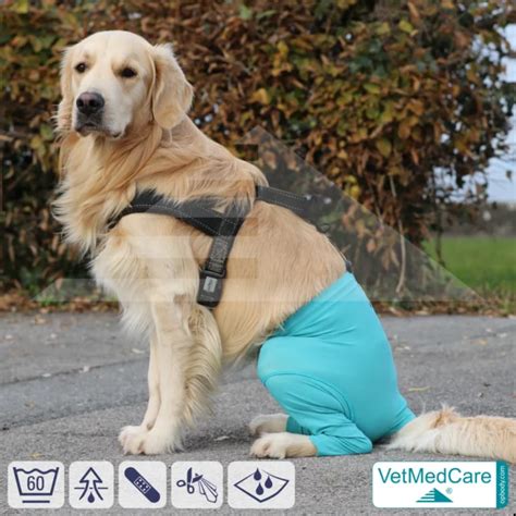 Dog safety pants | for dogs in heat and incontinence