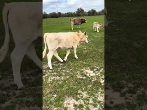 Sicinski Cattle Registered Braunvieh Heifer J J Cattle Co