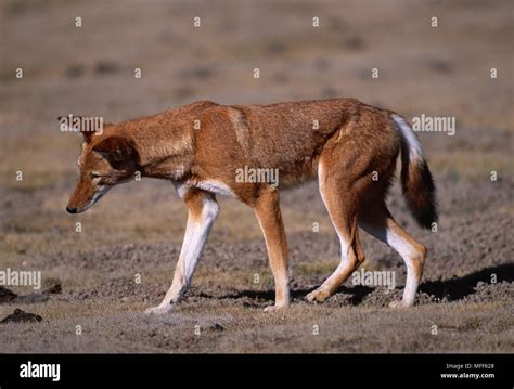 ETHIOPIAN WOLF Canis simensis Bale Mountains Nat'l Park, Ethiopia ...