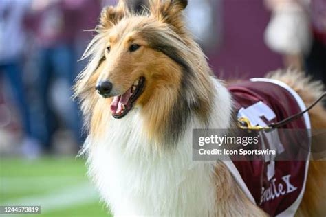 Aggie Mascot Photos and Premium High Res Pictures - Getty Images