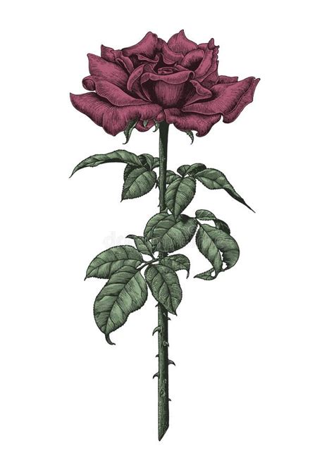 Las Rosas Dan El Dibujo Y Coloreadas Un Capullo De Rosa Floreciente